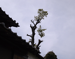 伐採