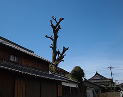 伐採